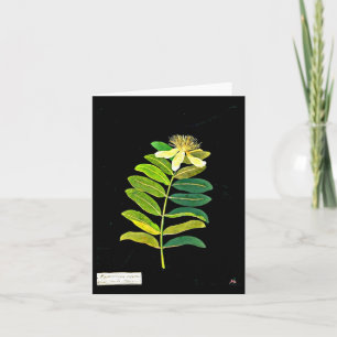 Notecard-Botanical Art-Mary Delany 12 Kort