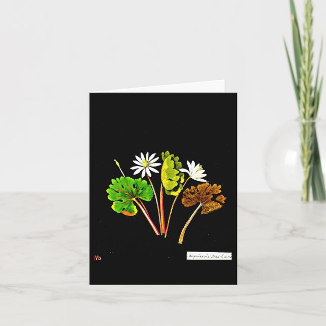 Notecard-Botanical Art-Mary Delany 13 Kort (Framsida)