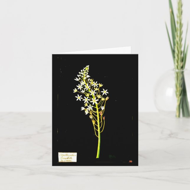Notecard-Botanical Art-Mary Delany 2 Kort (Framsida)