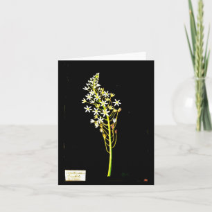 Notecard-Botanical Art-Mary Delany 2 Kort