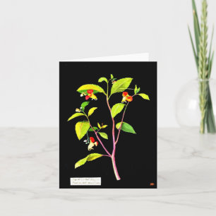Notecard-Botanical Art-Mary Delany 7 Kort