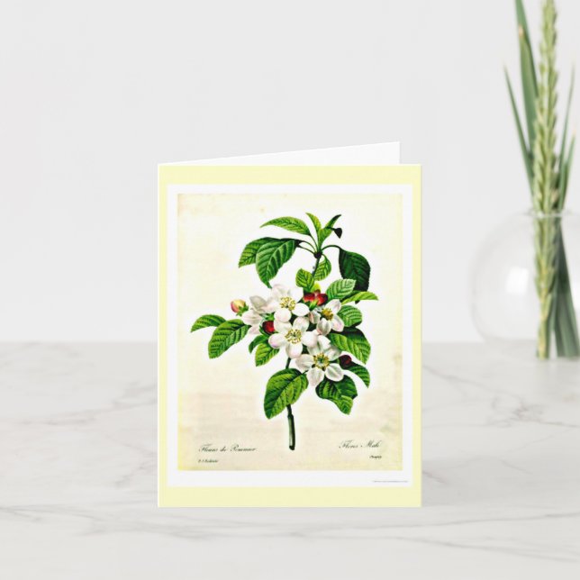 Notecard Botanicals-Pierre Joseph Redoute 9 Kort (Framsida)