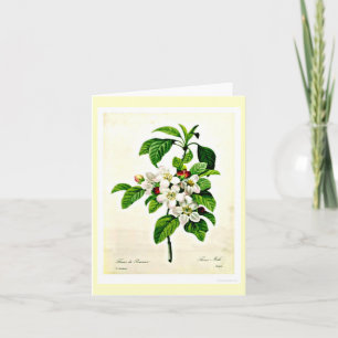 Notecard Botanicals-Pierre Joseph Redoute 9 Kort
