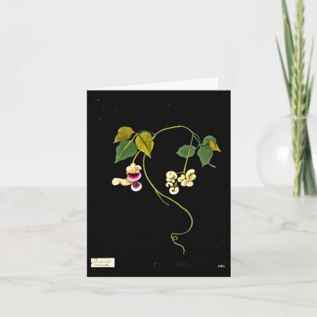 Notecard-Botaniska Konst-Mary Delany 5 Kort (Framsida)