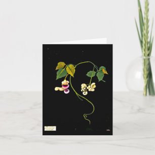 Notecard-Botaniska Konst-Mary Delany 5 Kort