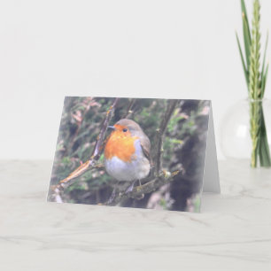 Notecard: Brittiska Robin Kort