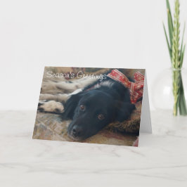 Notecard för helgdag för anpassadeBrittany hund Helgkort