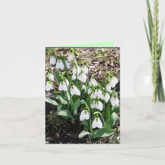 Notecard med Snowdrops! Kort