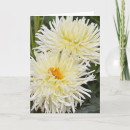 Notecard med två vita dahlias kort