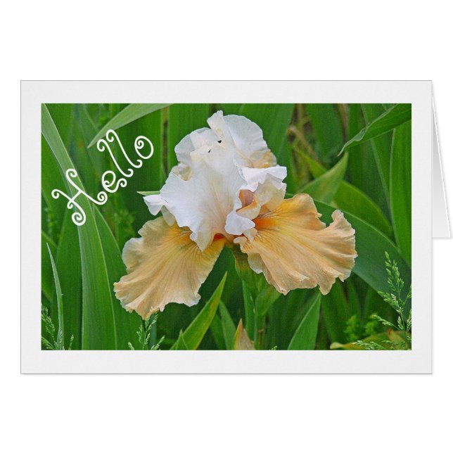 NOTECARD, PEACH OCH WHITE IRIS/ HEJ /PHOTOG. OBS KORT (Framsidan Horizontal)