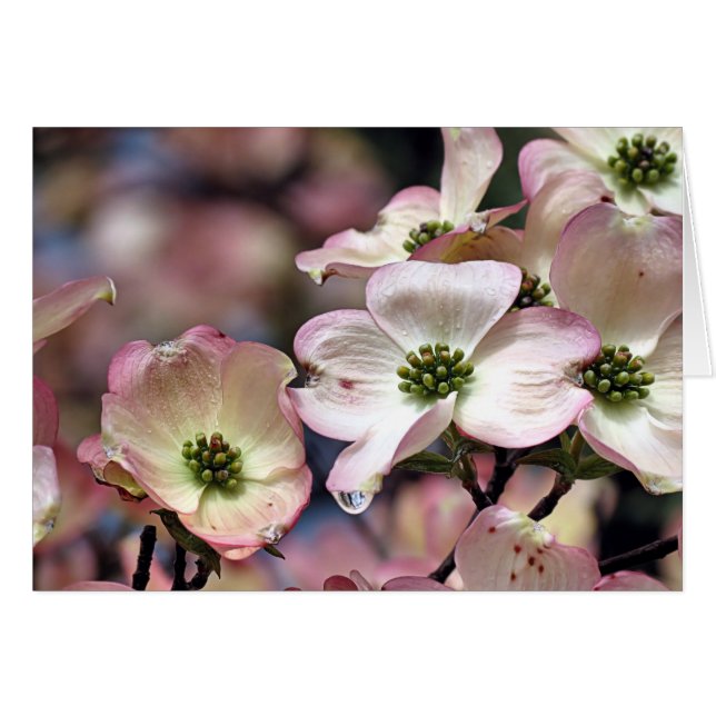 Notecard - Rosa Dogwood OBS Kort (Framsidan Horizontal)