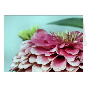 Notecard - Zinnia Petals OBS Kort