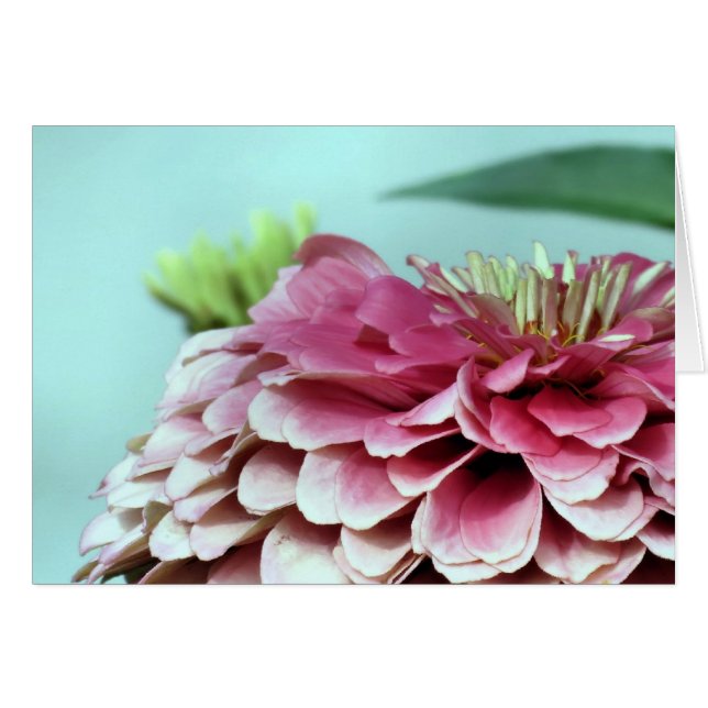 Notecard - Zinnia Petals OBS Kort (Framsidan Horizontal)