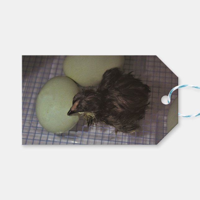 Noterar gammalt presentetikett (Framsidan (Horisontell))