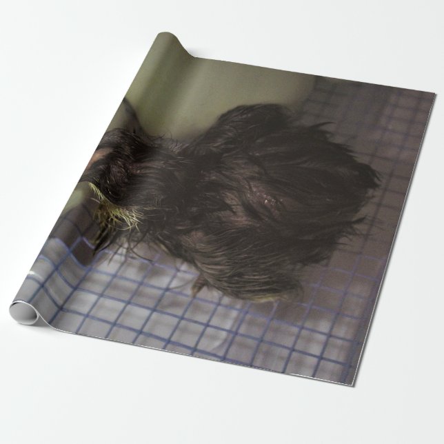 Noterar gammalt presentpapper (Utrullad)