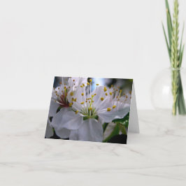 Noterar körsbärsröda blommar för vit kortet kort