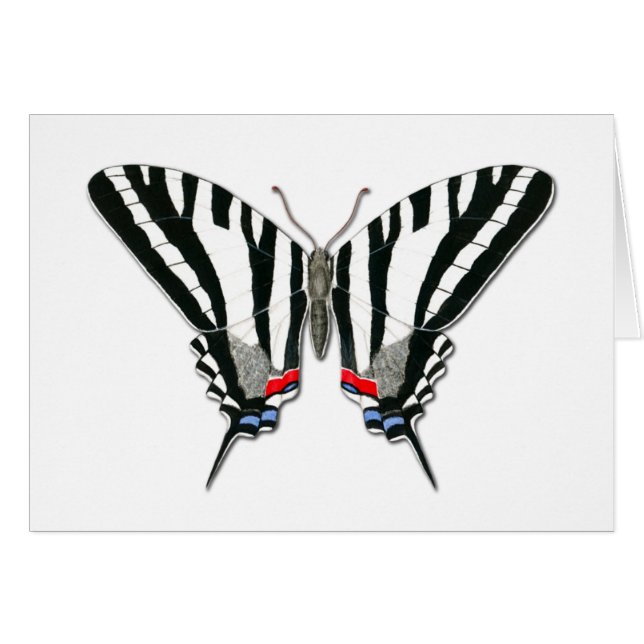 Noteringskort för smör från Zebra Swallowtail OBS Kort (Framsidan Horizontal)