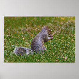 Nötkär Ekorre Poster