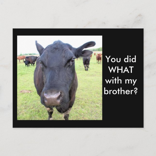 NÖTKÖTT SVAN VYKORT (Framsida)