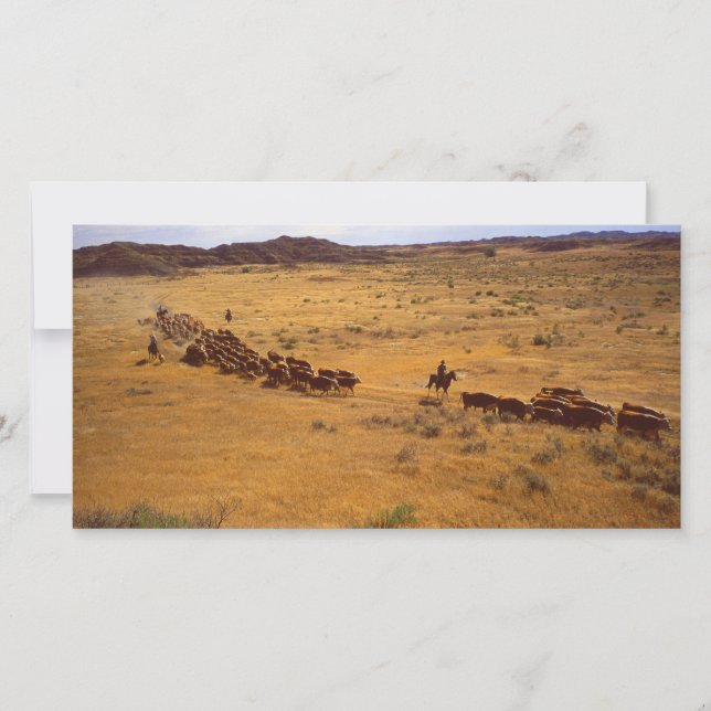 Nötkreatur (Framsida)