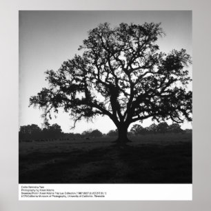 Nötkreatur bakom Träd av Ansel Adams Poster