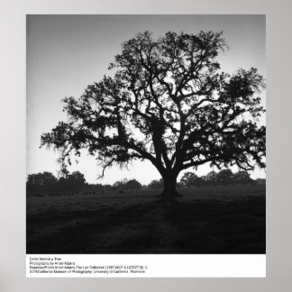 Nötkreatur bakom Träd av Ansel Adams Poster