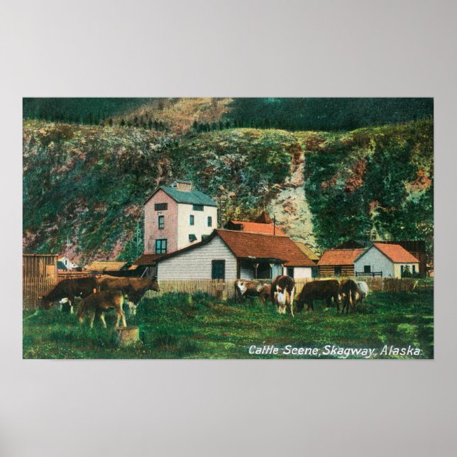 Nötkreatur bland Barns SceneSkagway, AK Poster (Framsidan)