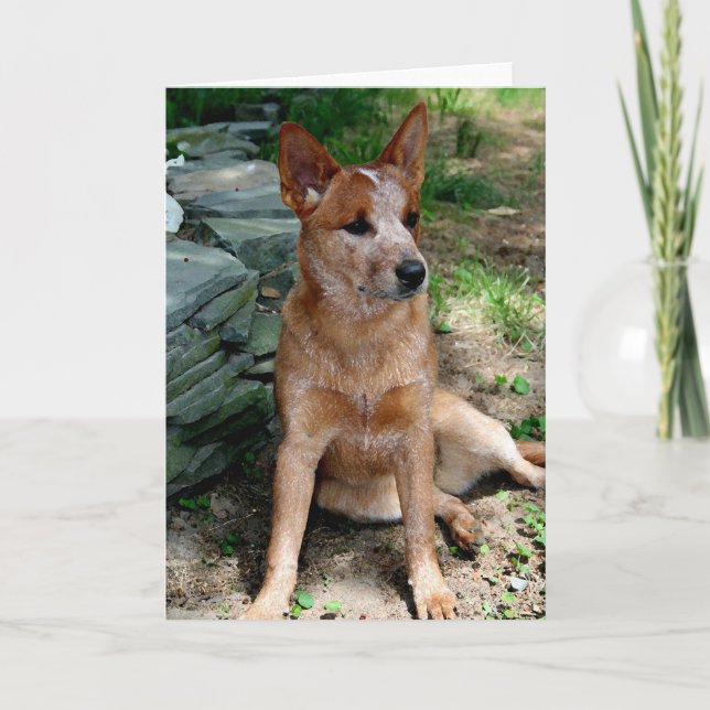 Nötkreatur Hund Kort (Framsida)
