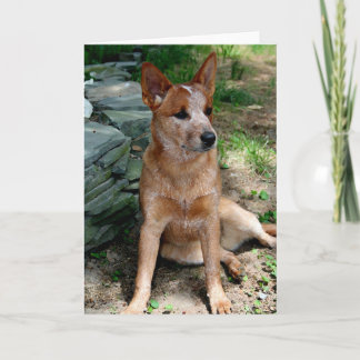 Nötkreatur Hund Kort