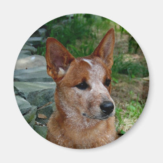 Nötkreatur Hund Magnet