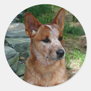 Nötkreatur Hund Runt Klistermärke