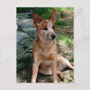 Nötkreatur Hund Vykort