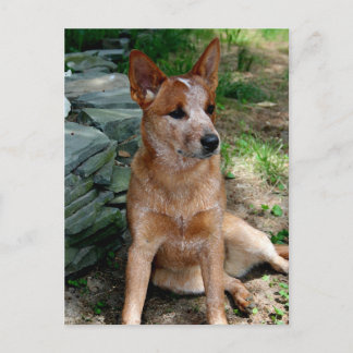 Nötkreatur Hund Vykort