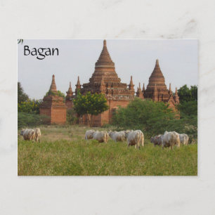 Nötkreatur i bagantempel vykort