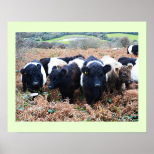 Nötkreatur i Belted Galloway i Cornwall Poster