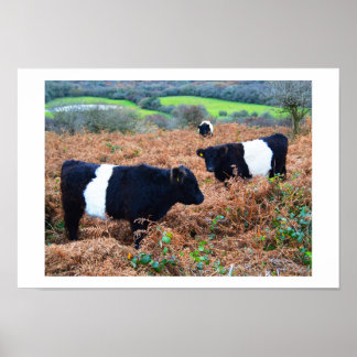 Nötkreatur i Belted Galloway Poster
