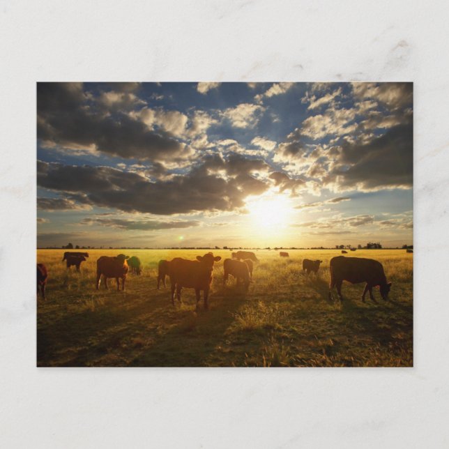 Nötkreatur i Fält, sunset Vykort (Framsida)