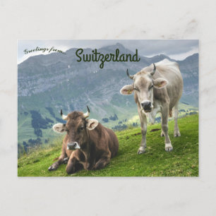Nötkreatur i Schweiz Vykort