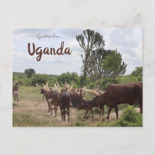 Nötkreatur i Uganda Vykort