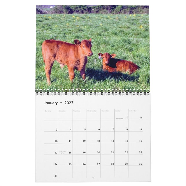 Nötkreatur Kalender (Jan 2027)