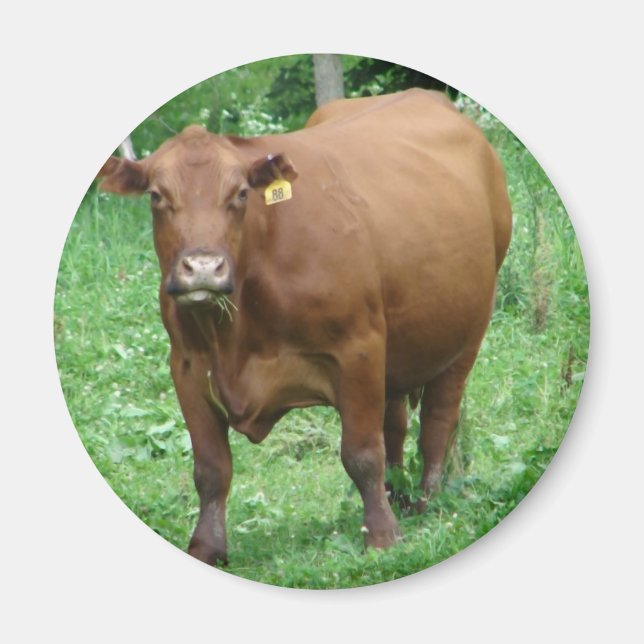 Nötkreatur Magnet (Framsidan)