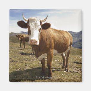 Nötkreatur Magnet