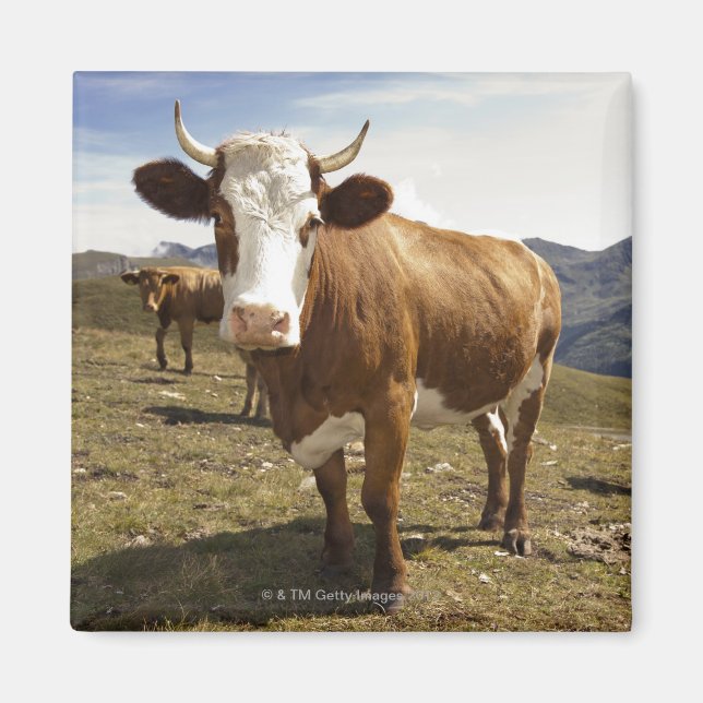 Nötkreatur Magnet (Framsidan)