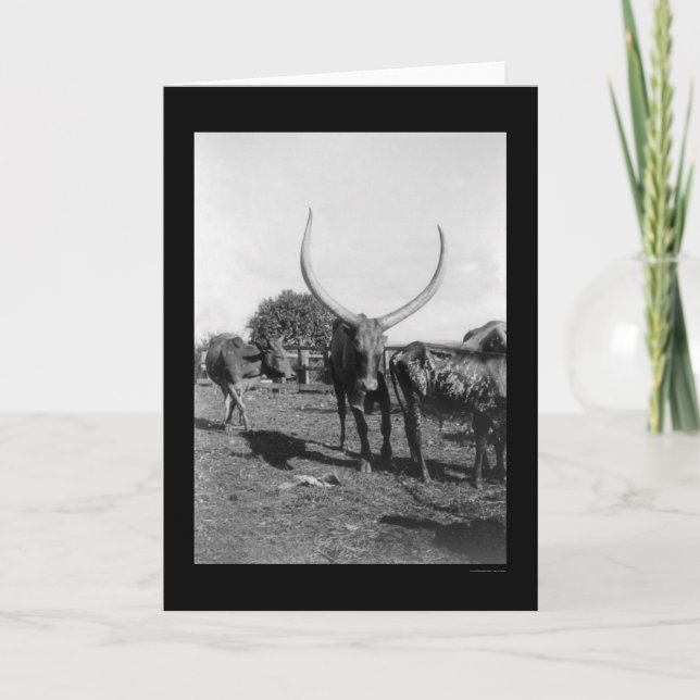 Nötkreatur med Big Horns i Afrika 1901 Kort (Framsida)