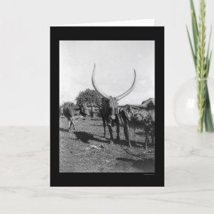 Nötkreatur med Big Horns i Afrika 1901 Kort