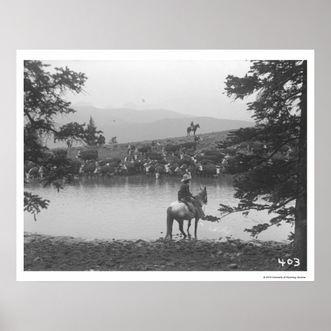 Nötkreatur med en damm med två cowboys. poster (Framsidan)