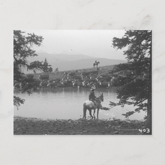 Nötkreatur med en damm med två cowboys. vykort (Framsida)
