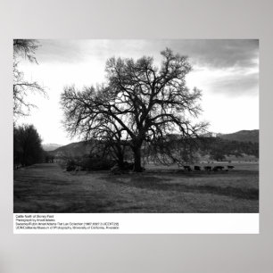 Nötkreatur norr om Stoney Ford av Ansel Adams Poster