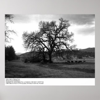 Nötkreatur norr om Stoney Ford av Ansel Adams Poster