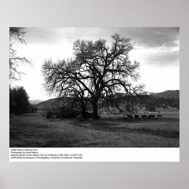 Nötkreatur norr om Stoney Ford av Ansel Adams Poster (Framsidan)